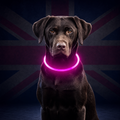 NightGlow 360° Rechargeable Dog Visibility Collar