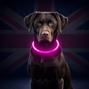 NightGlow 360° Rechargeable Dog Visibility Collar
