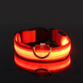 GlowWalk Light-Up Nylon Dog Collar