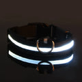 GlowWalk Light-Up Nylon Dog Collar